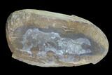 Fossil Macroneuropteris Seed Fern (Pos/Neg) - Mazon Creek #89893-2